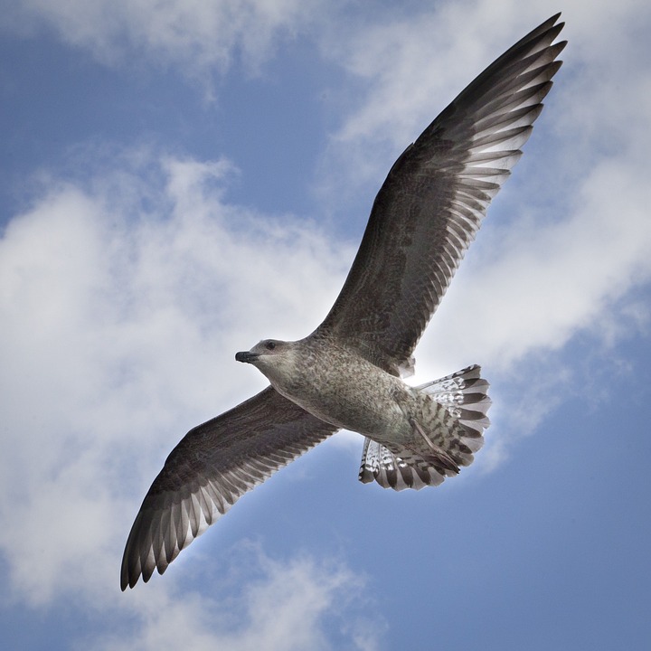 bird, flying, seagull