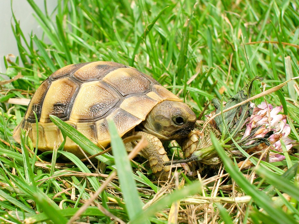 reptile, turtle, tortoise