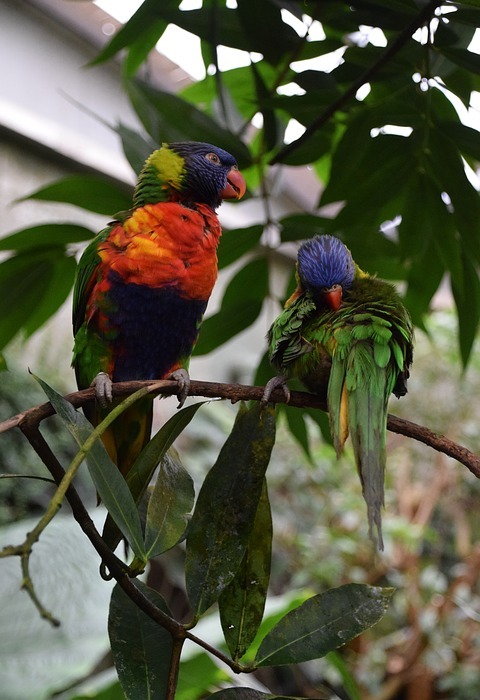 parakeets, plumage, exotic bird