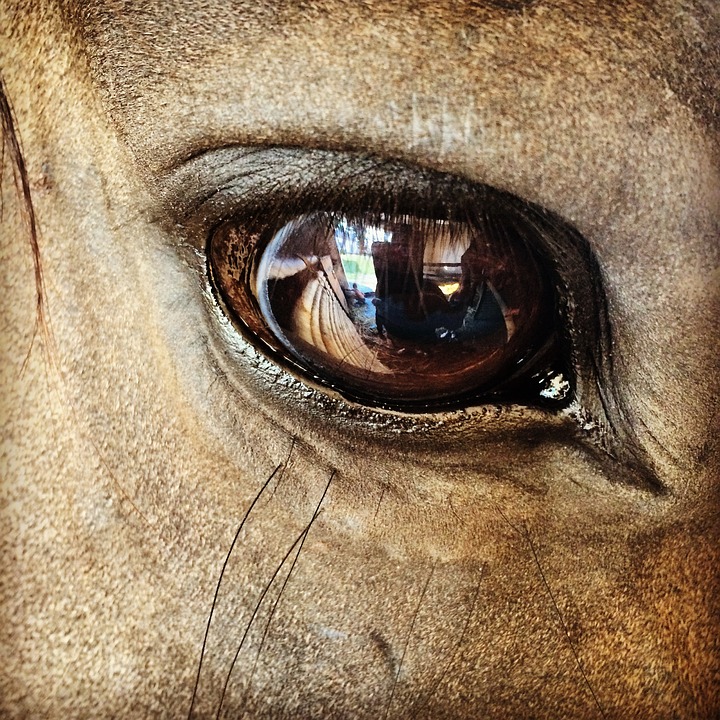 the horse, eye, village