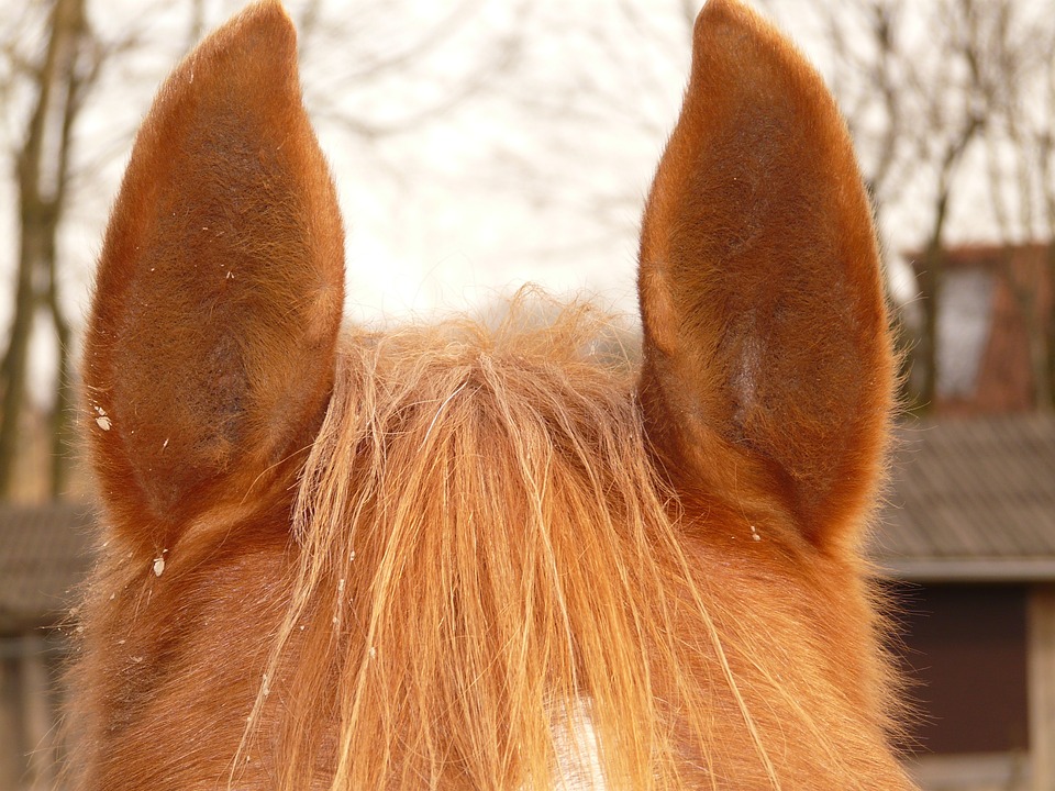 horse ears, ears, horse