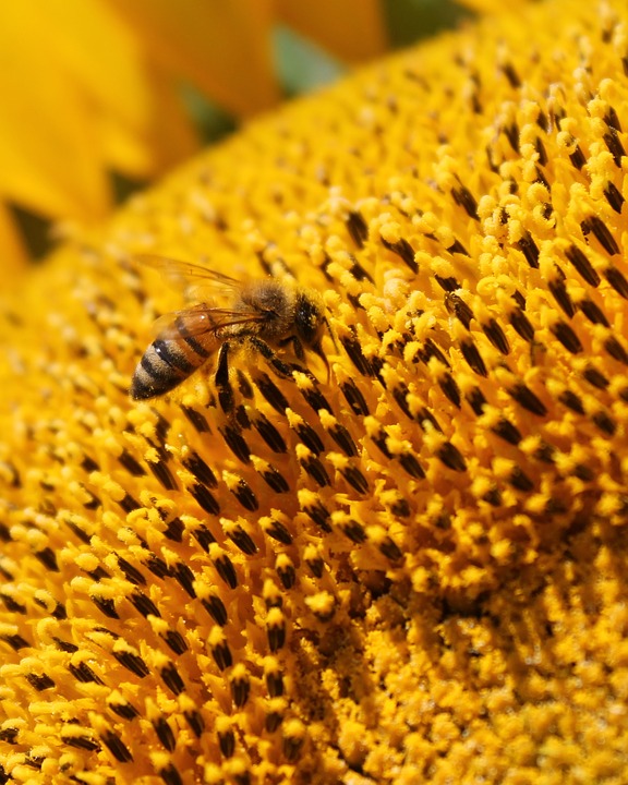 sunflower, flower, honey bee