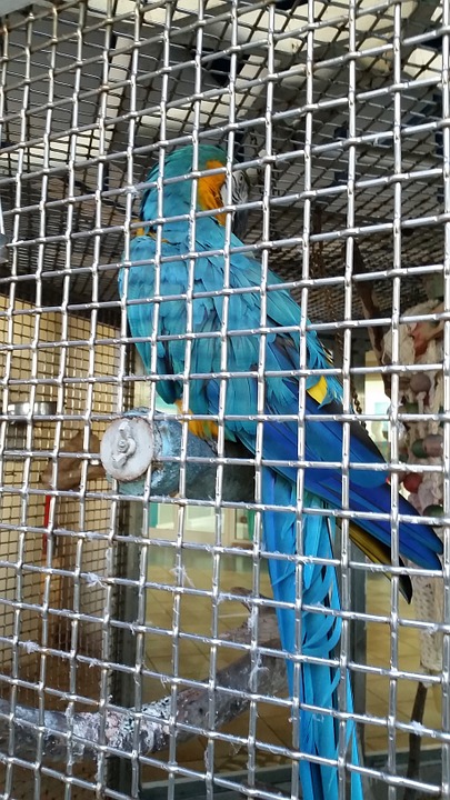 prison, bird, cage