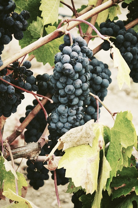 fruits, vines, grape