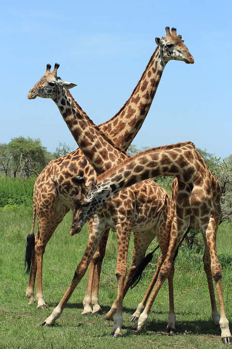 giraffe, tanzania, safari