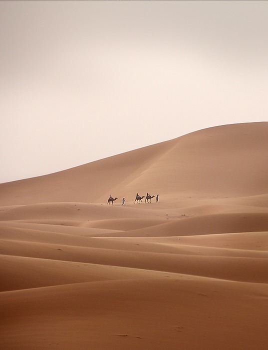 desert, caravan, camel