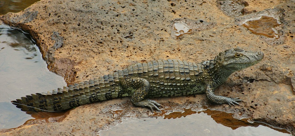 crocodile, saurian, reptile