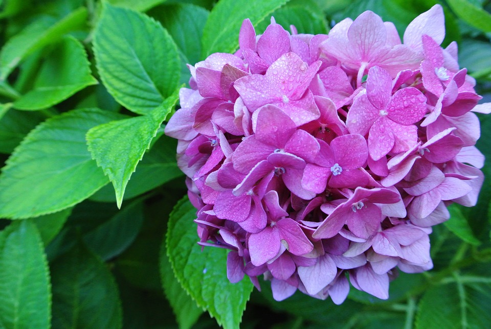 hydrangea, flower, purple