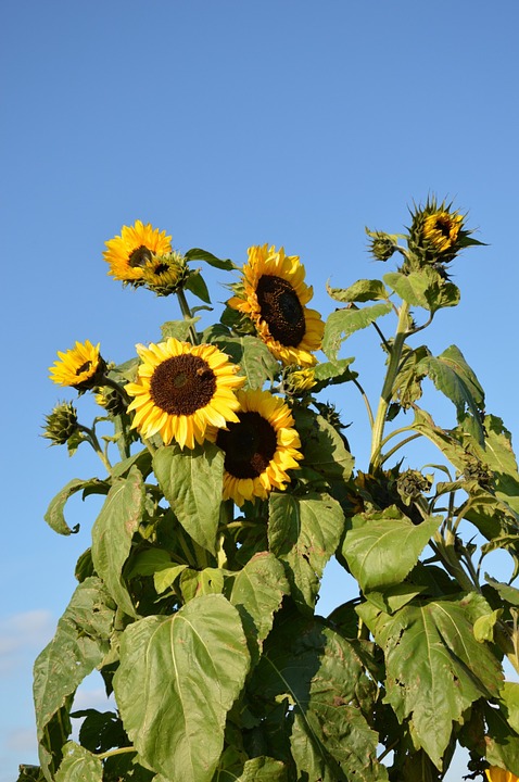sunflower, flower, nature