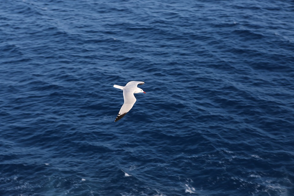 seagull, flying, sea
