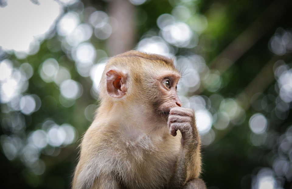 monkey, thinking, animal