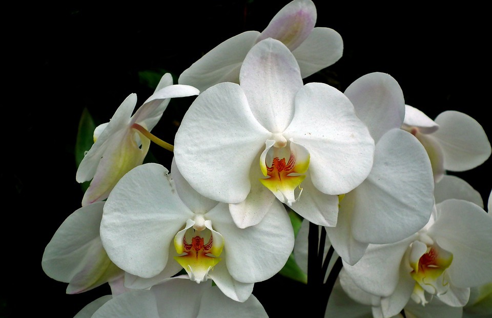 orchids, flowers, exotic