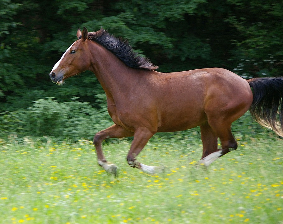 horse, gallop, animal