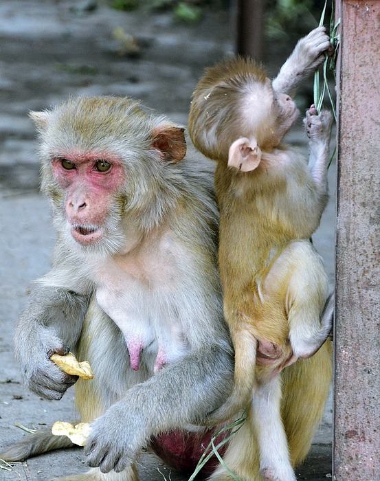 monkey, mother, baby