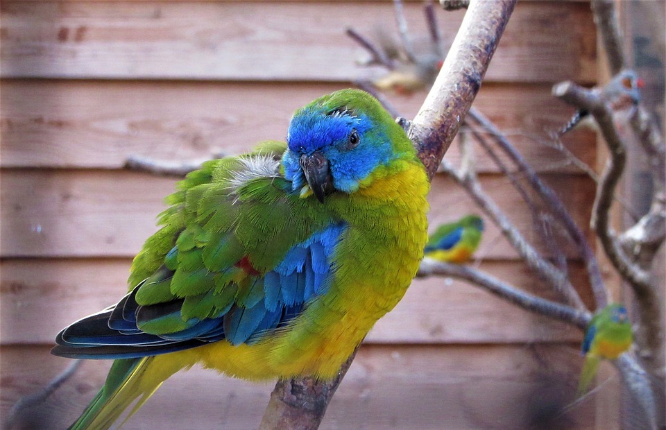 bird, colorful, nature