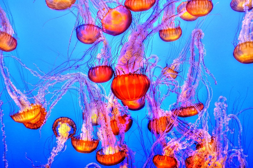 jellyfish, colorful, sea