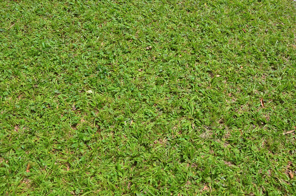 grass, texture, background
