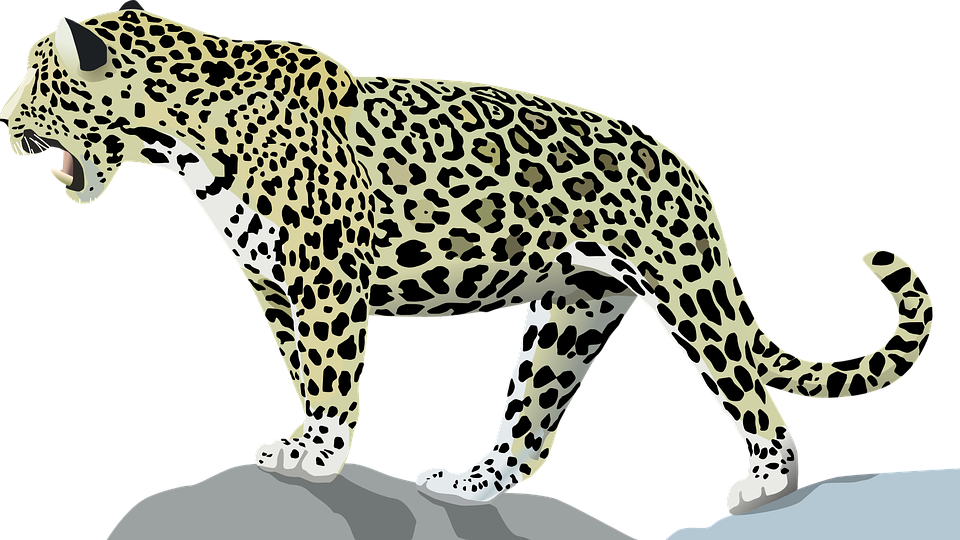 jaguar, animal, cat