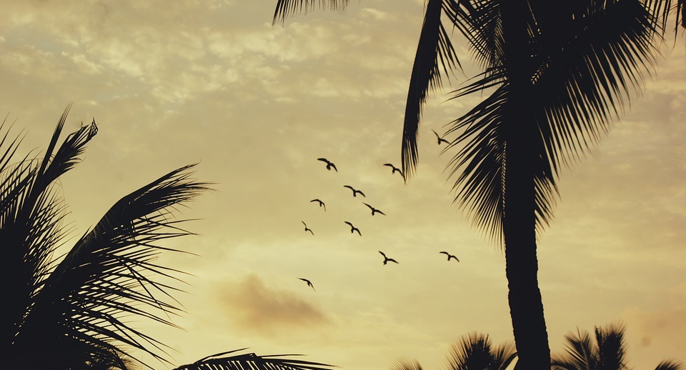 sunset, birds, tropical
