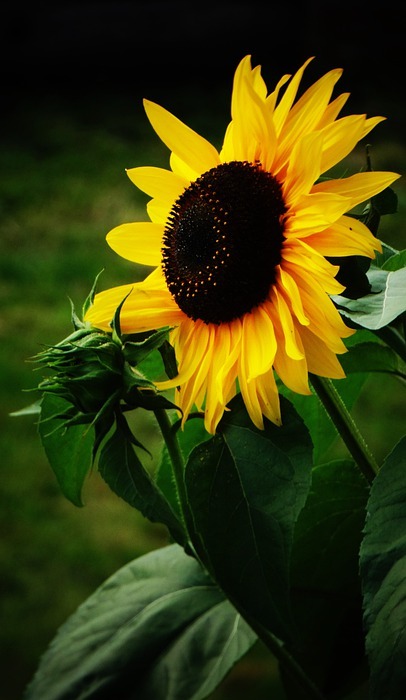 sunflower, yellow flower, pollen