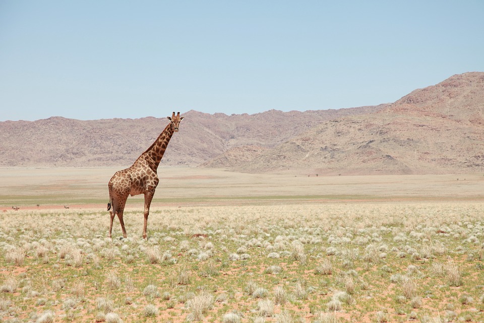 giraffe, landscape, earth