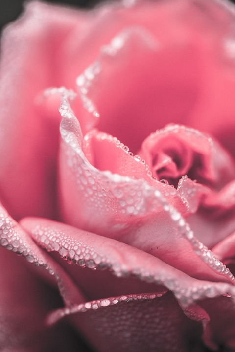 rose, close up, pink