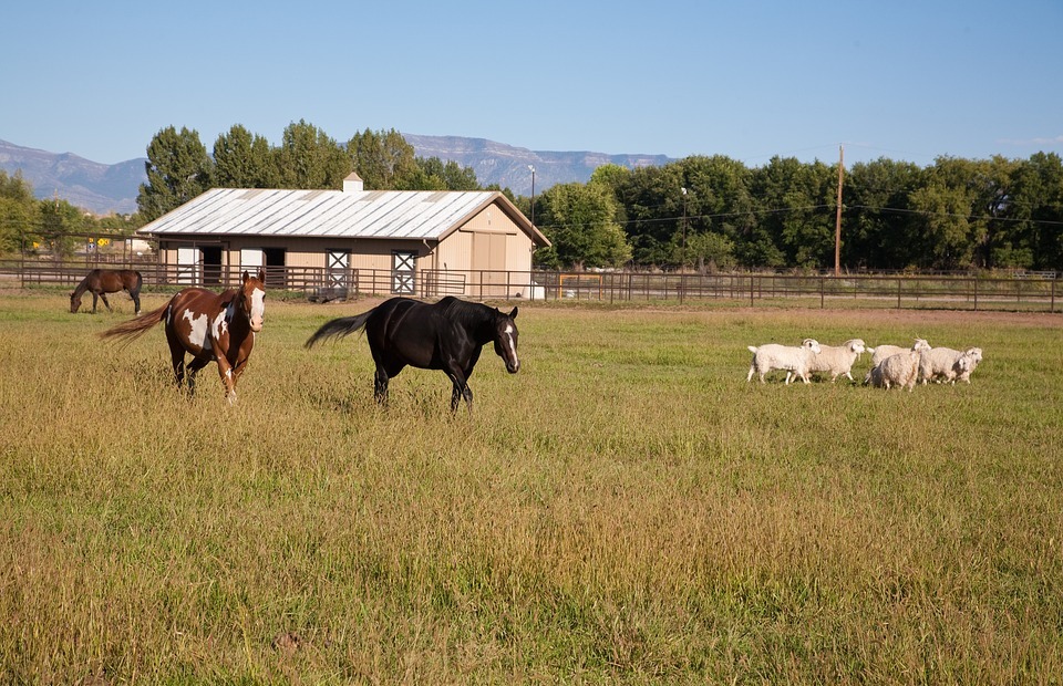 horse, field, new mexico
