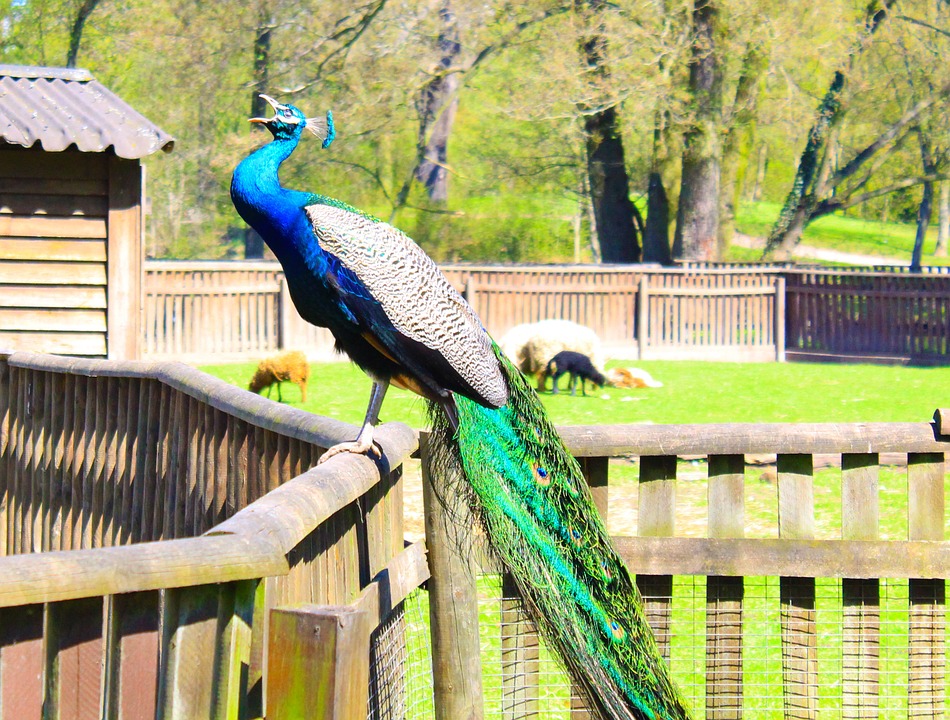 peacock, birds, colorful