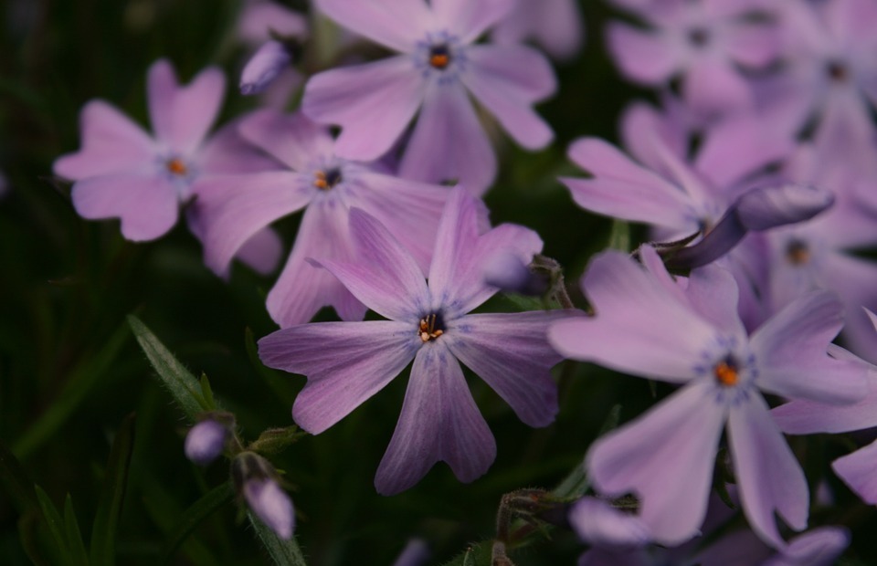 purple, flowers, garden