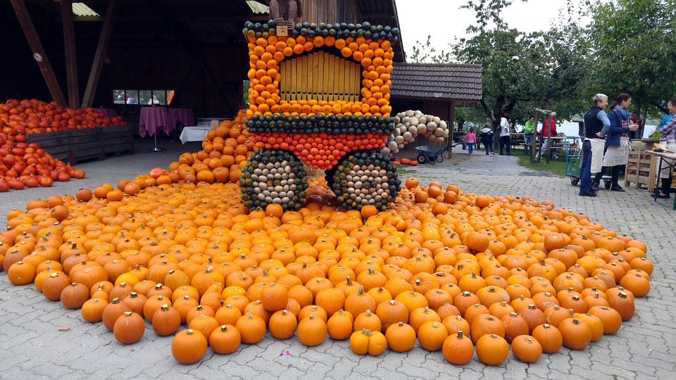 pumpkin, thanksgiving, harvest