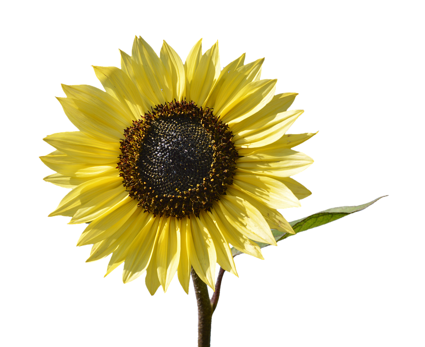 sunflower, flower, yellow flower