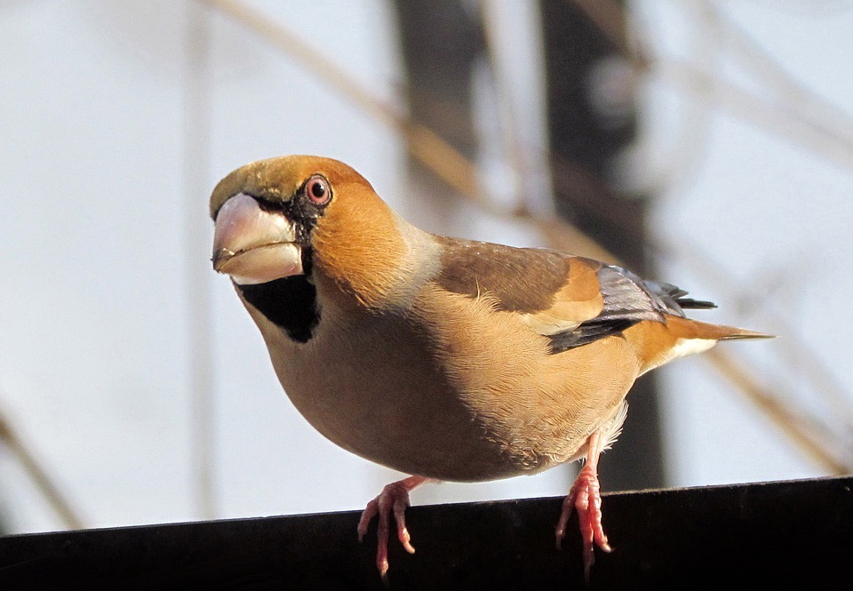 hawfinch, birds, colorful
