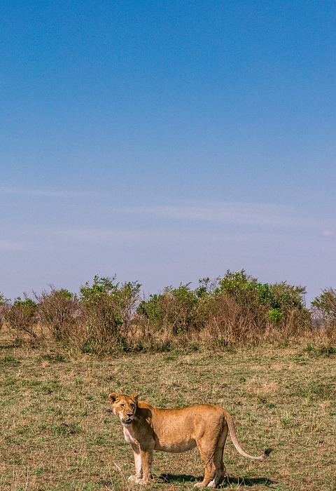 king lion, animal, safari