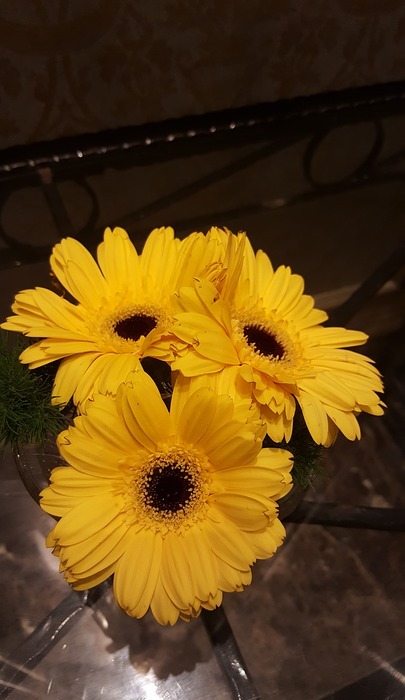 yellow, sunflower, summer