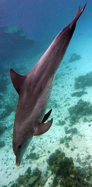 underwater, dolphin, diving