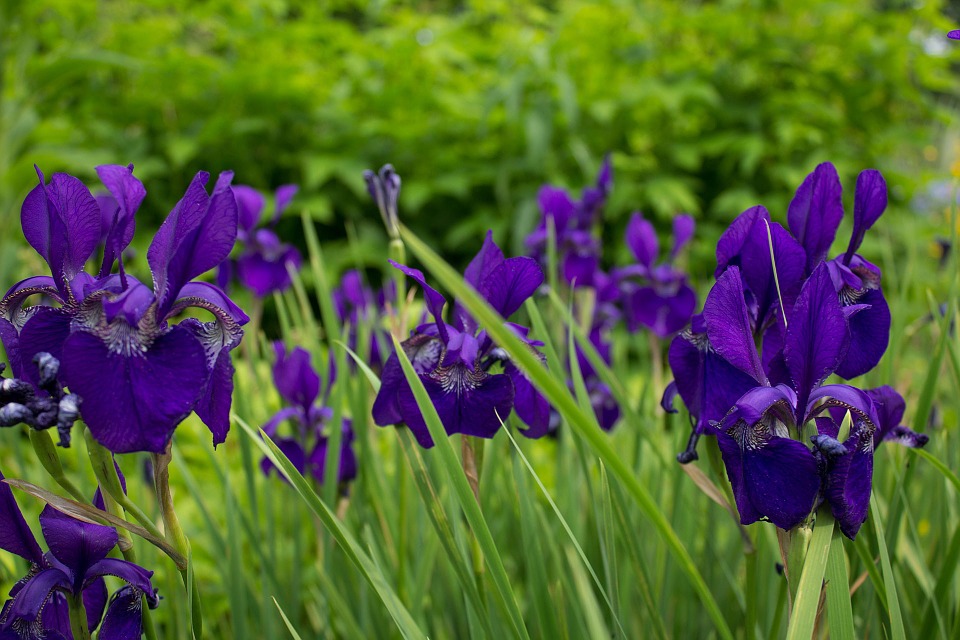 iris, flowers, garden