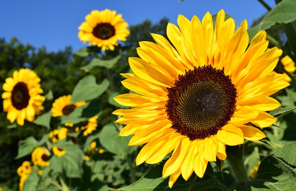 sunflower, sunflower field, yellow