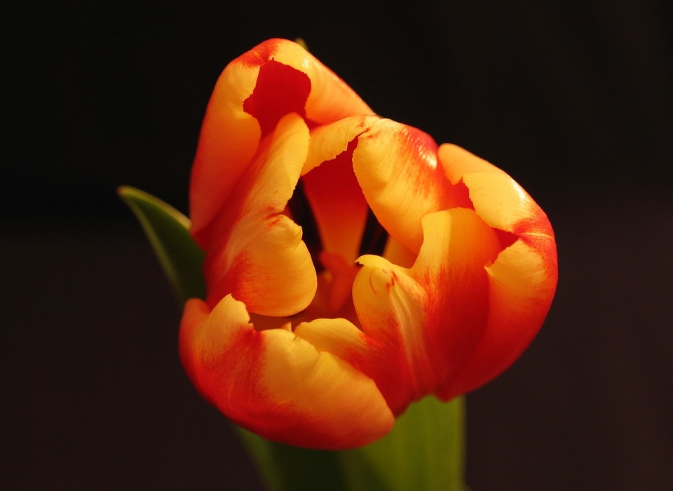 plant, flower, tulip