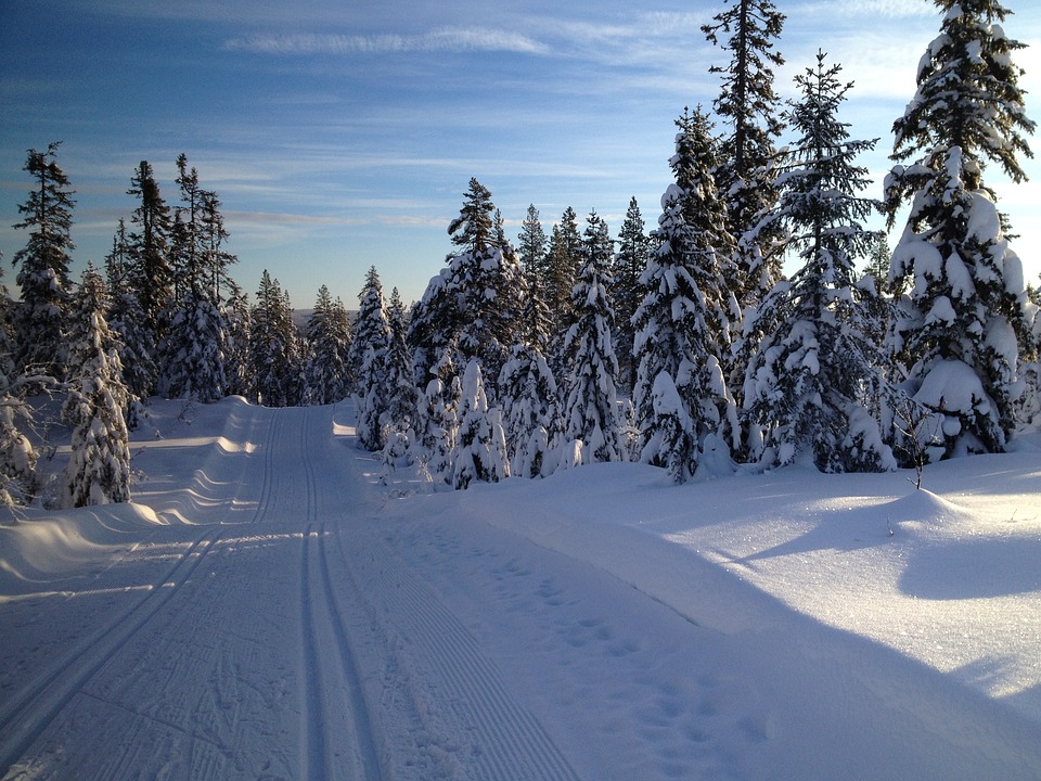skiing, ski, nordic