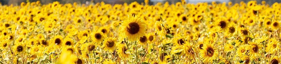 sunflower, field, sunflower field