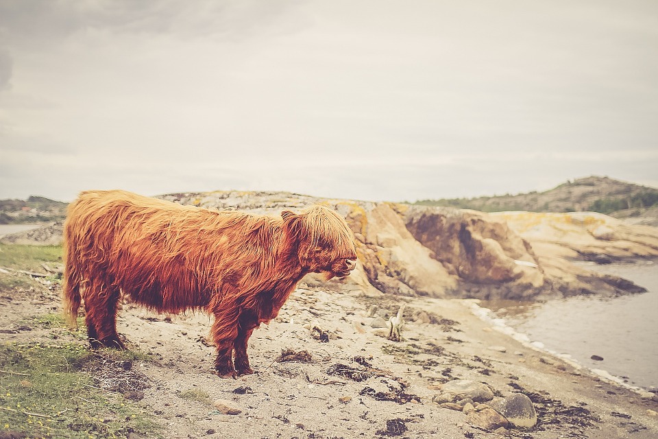 highland cattle, cattle, cow