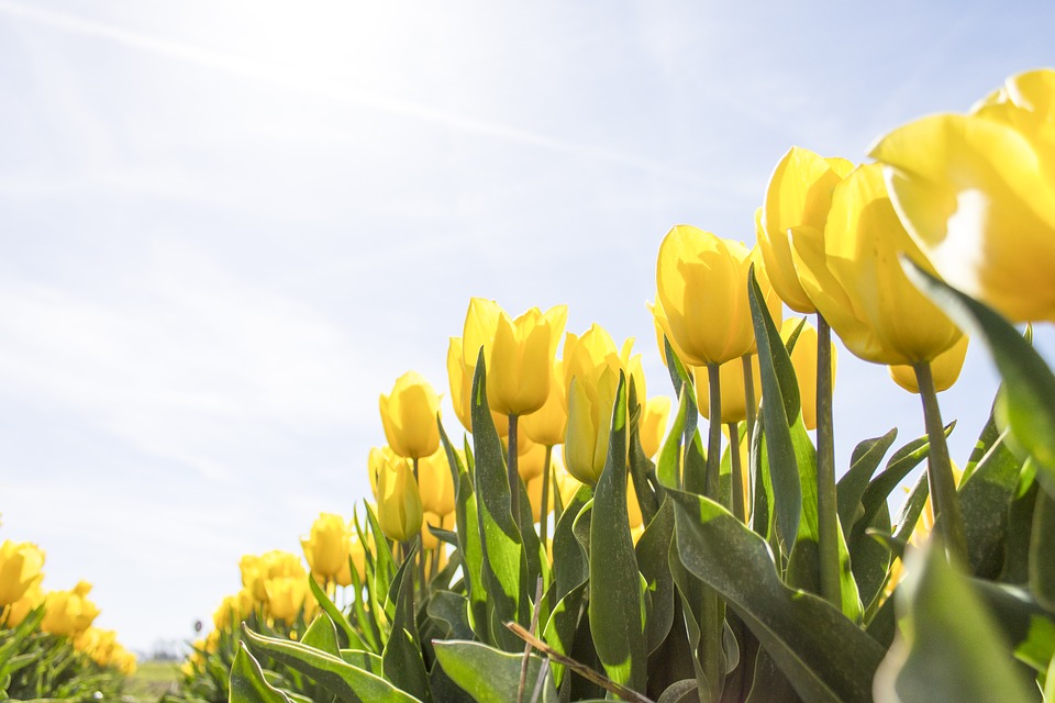 tulips, netherlands, flowers