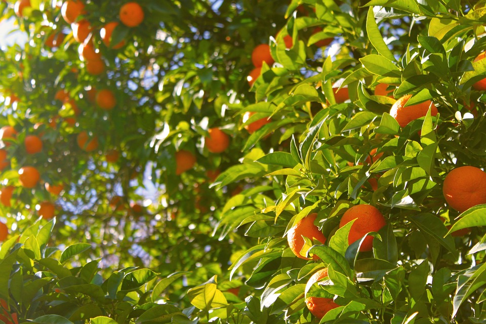 orange tree, oranges, tree