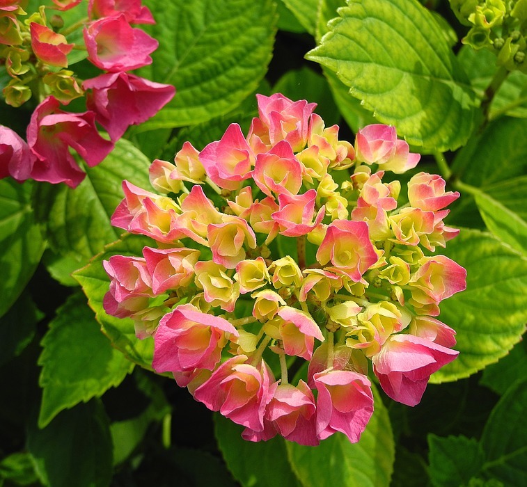 hydrangea, flower, pink hydrangea