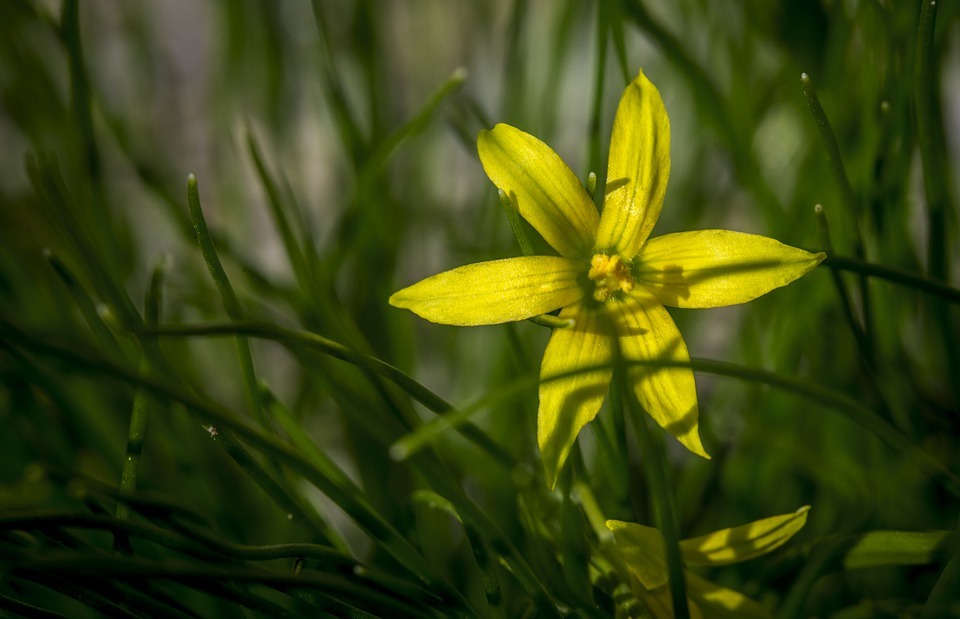 spring, yellow, small