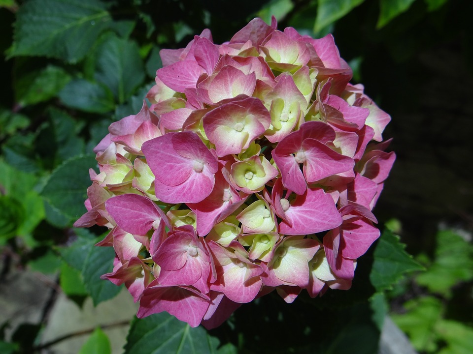 hydrangea, pink, summer