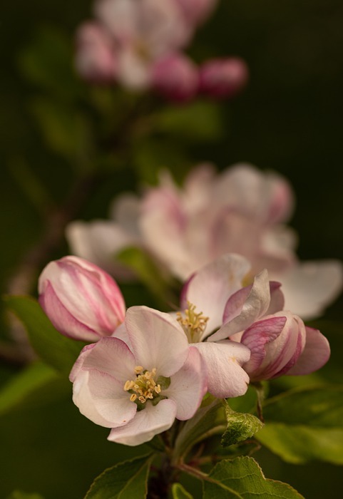 apple blossom, flowers, spring