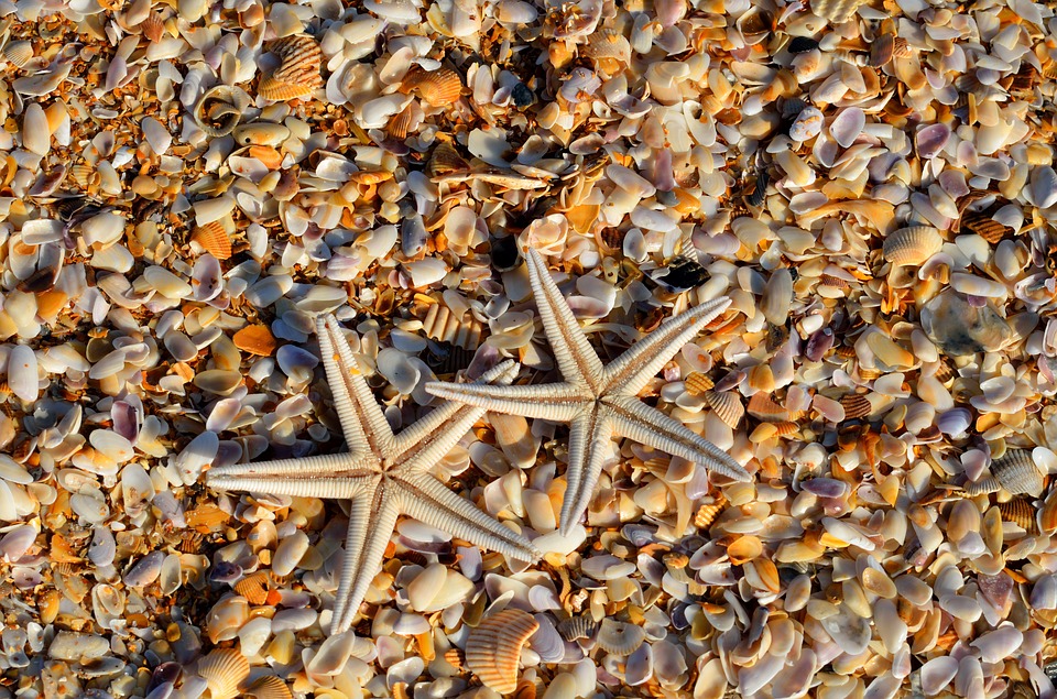 starfish, sea life, animal