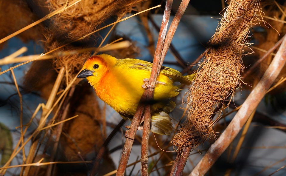 bird, colorful, yellow