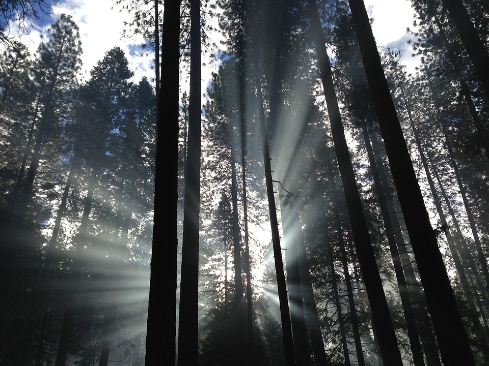 rays, forest trees, forest